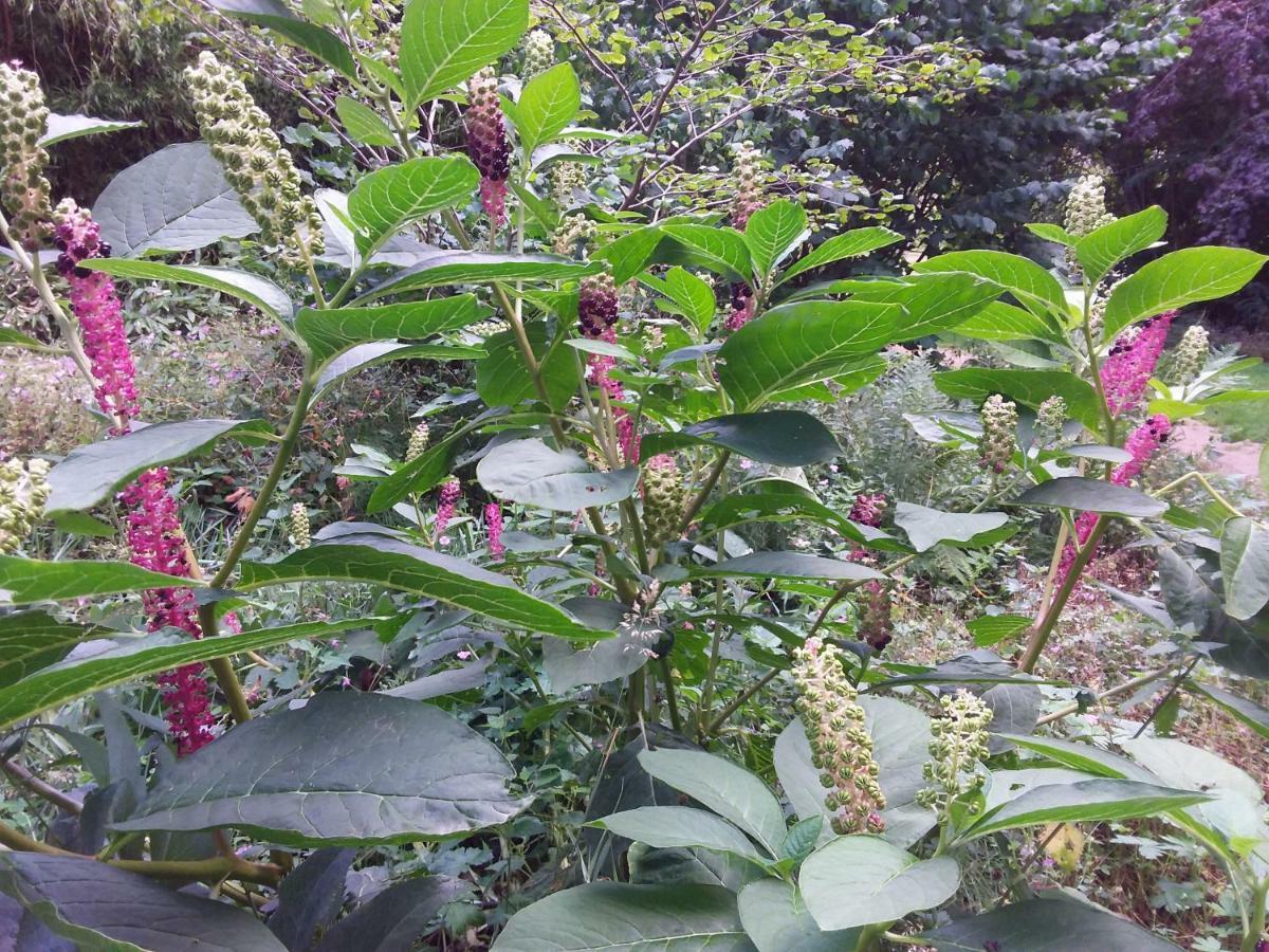 Willa L'Orchidee Lassay-les-Chateaux Zewnętrze zdjęcie