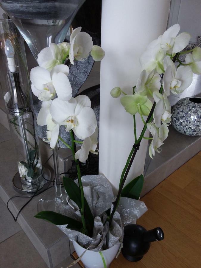 Willa L'Orchidee Lassay-les-Chateaux Zewnętrze zdjęcie